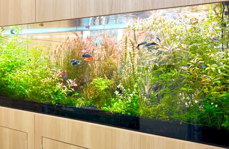企業様の2m大型水草水槽!ソードテールが泳ぐその後の様子 水槽画像2