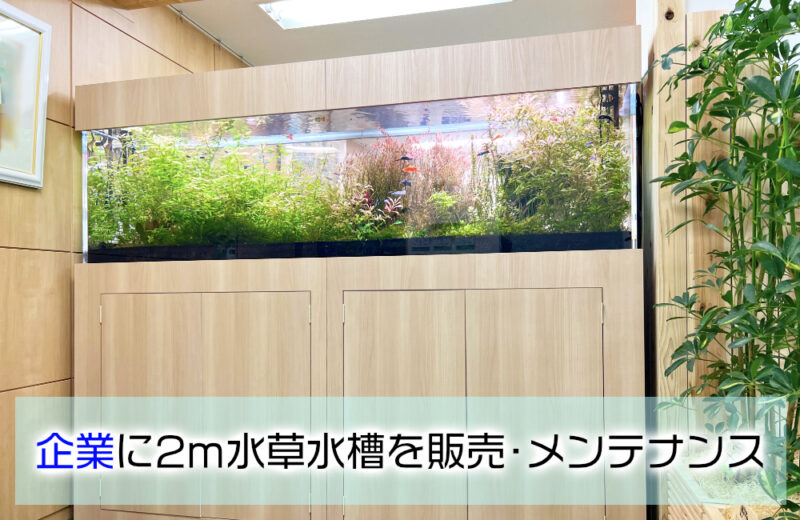 企業様の2m大型水草水槽!ソードテールが泳ぐその後の様子 水槽画像1