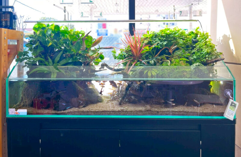 店舗様に観葉植物の癒し！90cmアクアテラリウム水槽 水槽画像３