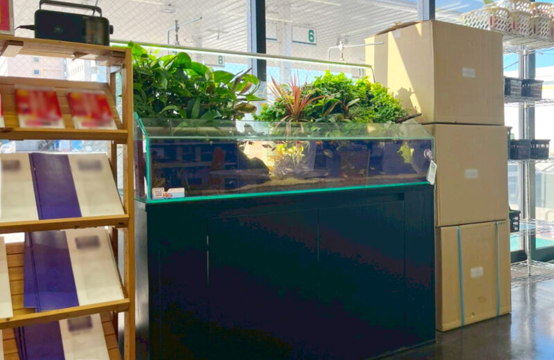 店舗様に観葉植物の癒し！90cmアクアテラリウム水槽 水槽画像２