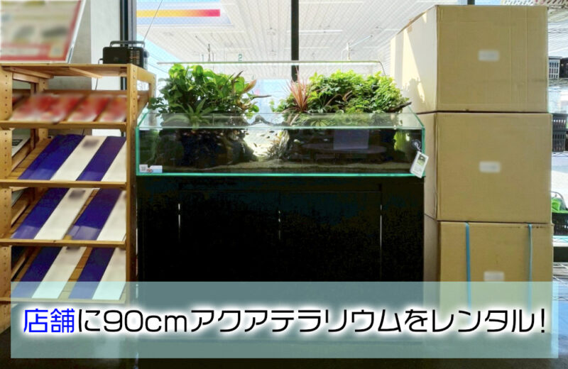 店舗様に観葉植物の癒し！90cmアクアテラリウム水槽 水槽画像１