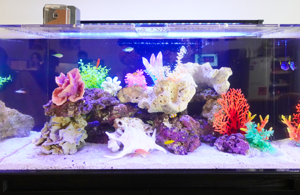 サンゴ模型と海水魚が泳ぐ華やかな海水水槽のレイアウト