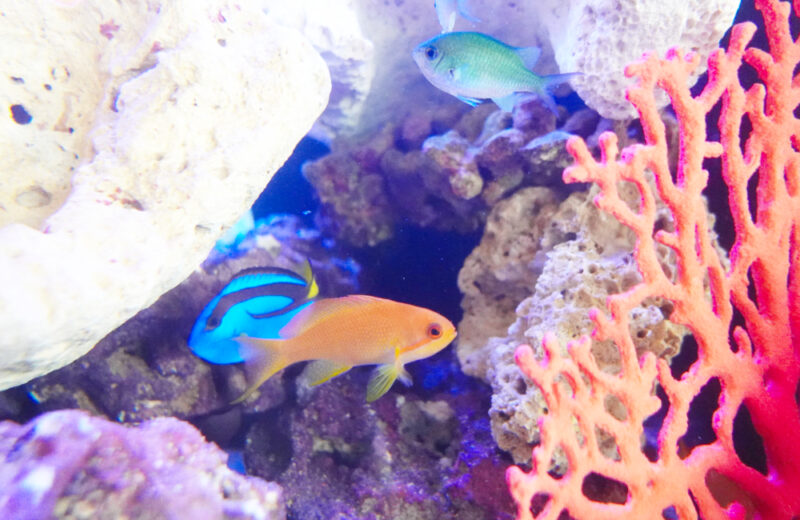 企業様に水槽レンタル！おしゃれな90cm海水魚水槽 水槽画像３