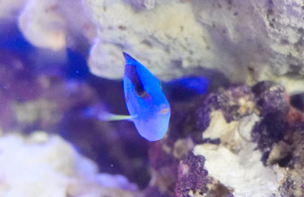 ライブロックの隙間を泳ぐ青い海水魚の正面写真