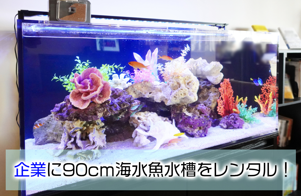 企業に90cm海水魚水槽をレンタルの見出し画像