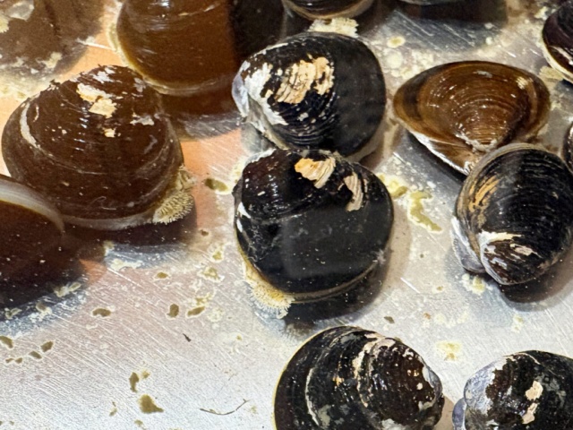 金属製のバットに並べられた黒いシジミの仲間