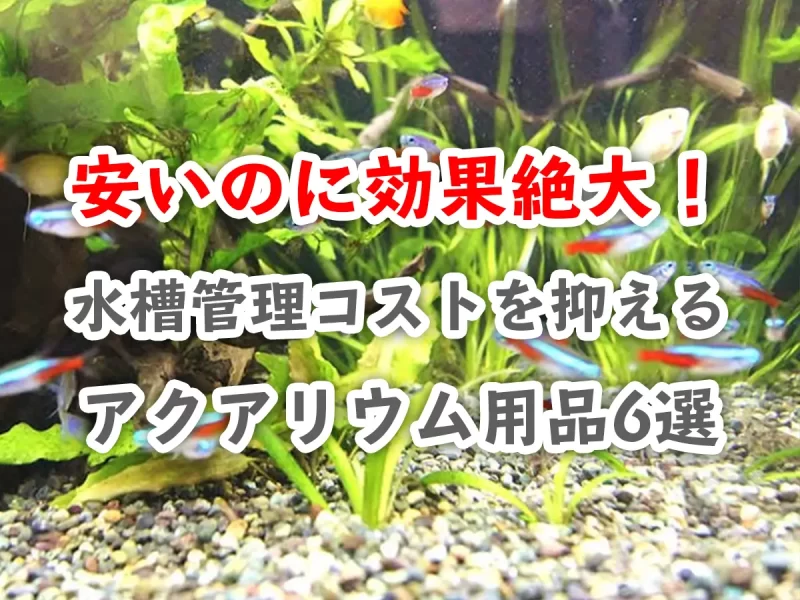 水槽管理コストを抑えるアクアリウム用品6選の見出し画像