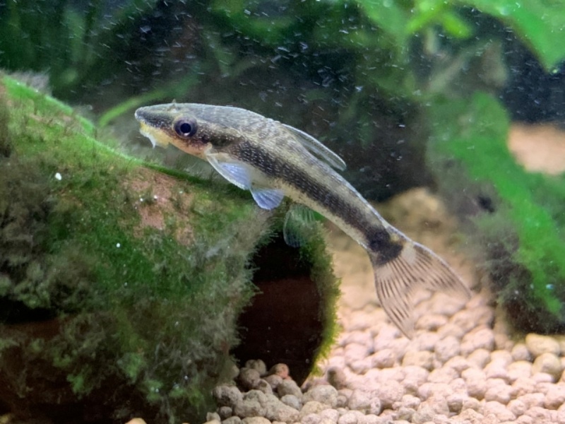 苔の付いた流木に張り付くオトシンクルスの仲間