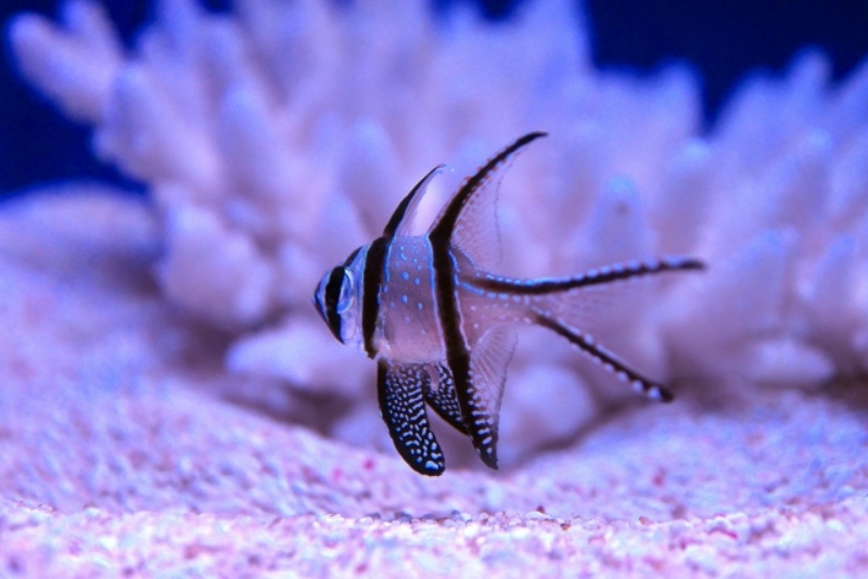 サンゴの前を泳ぐ黒い縞模様の海水魚と底砂の風景