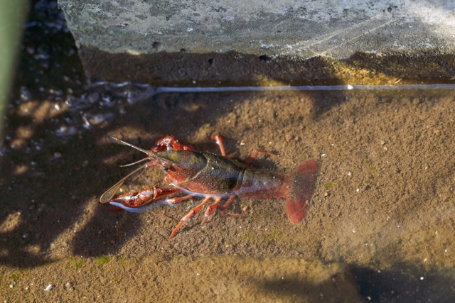 浅い水辺の泥底を歩く赤いアメリカザリガニ