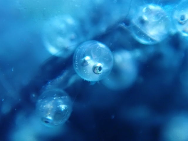 青い水中に浮かぶ目が確認できる透明な魚の卵群