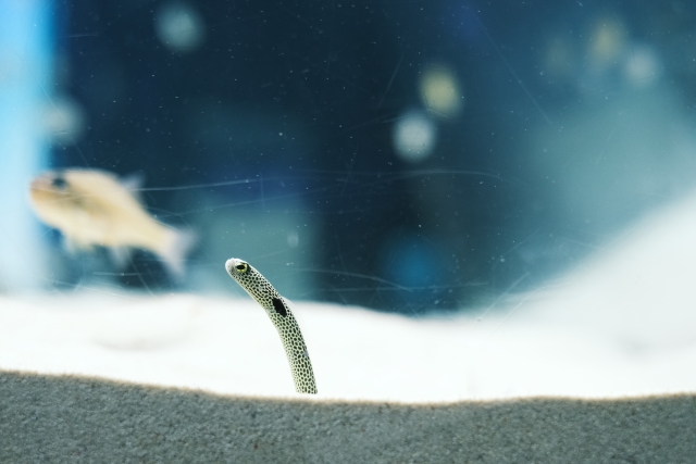 砂から顔を出すチンアナゴと泳ぐ小型魚の姿