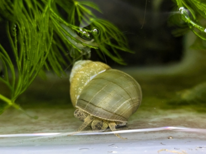 水草の近くを移動する水槽内の大きな巻貝の仲間