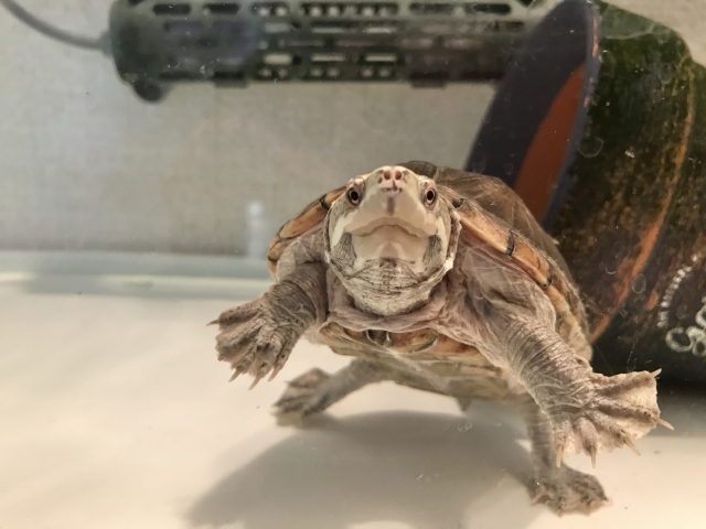 水槽内で正面を向くカメと植木鉢のシェルター
