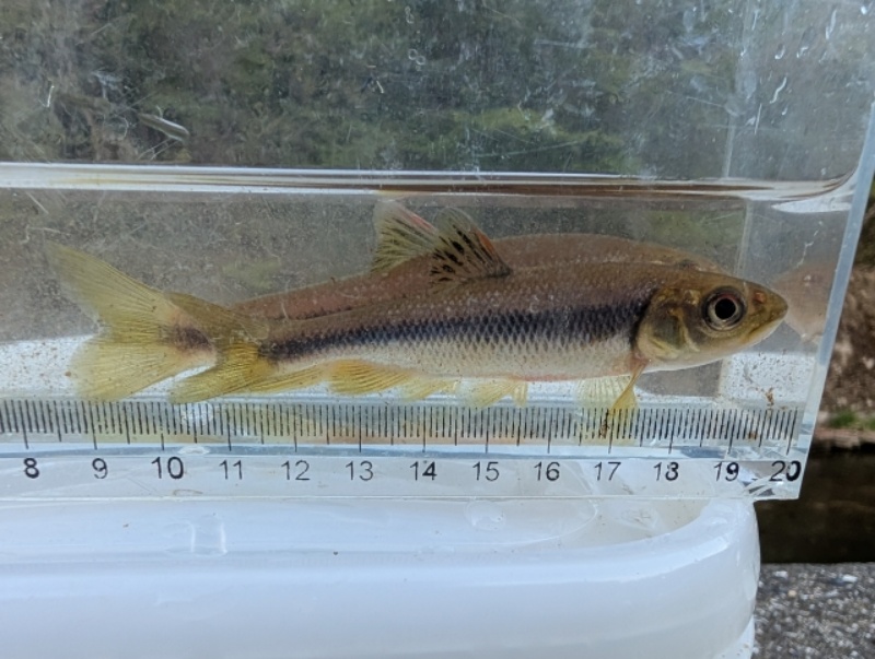 観察ケース内の目盛りと黒い線がある淡水魚の横顔
