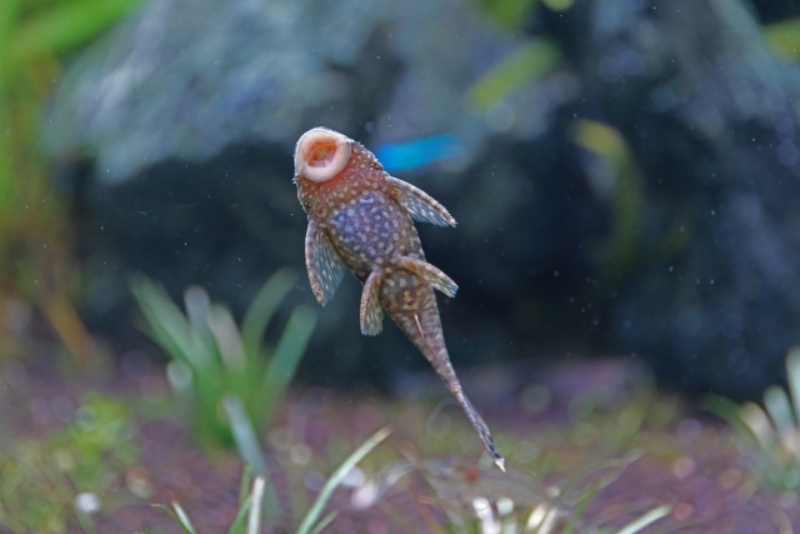 水槽のガラス面に吸い付くプレコの仲間と水草の背景