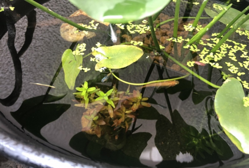 水草が浮かぶ睡蓮鉢で泳ぐ数匹のメダカ
