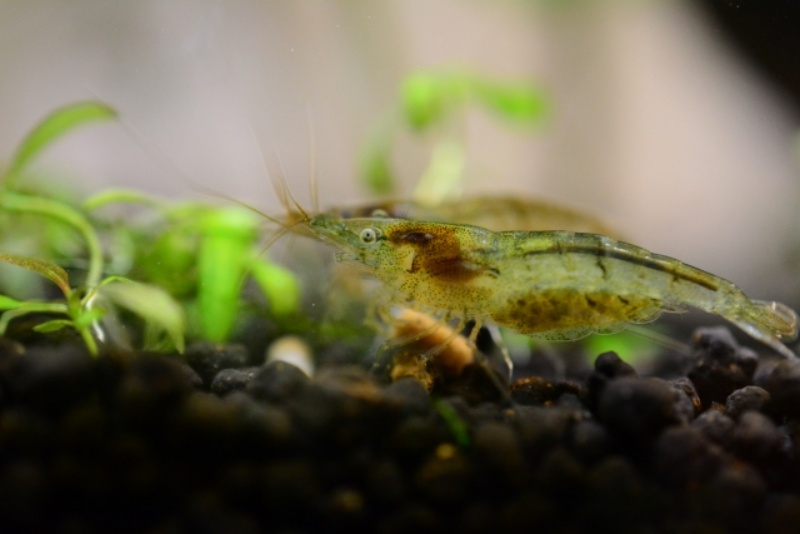 ソイルの上で水草の横に佇む抱卵したヌマエビの仲間