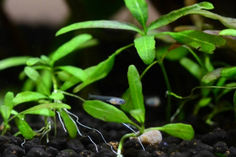 水草の間を泳ぐメダカの稚魚と黒いソイルの底砂