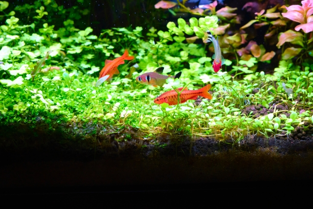 緑の水草の上を泳ぐ赤い熱帯魚たち