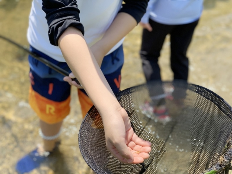 川で網を持ち捕まえた生き物を手に乗せる子供の姿
