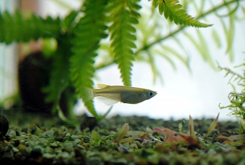 水草を背景に泳ぐメダカと砂利が敷かれた水槽内景