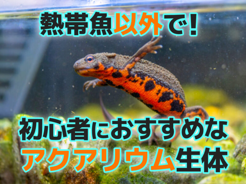 熱帯魚以外で!初心者におすすめなアクアリウム生体8選!選ぶポイントも紹介サムネイル