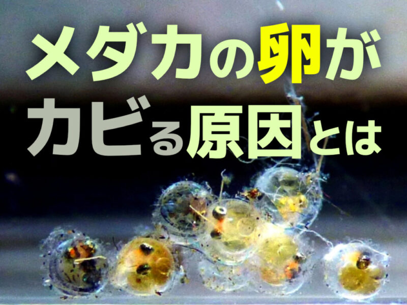 メダカの卵がカビる原因は無精卵!初心者でも簡単な防止策とビオトープ管理サムネイル