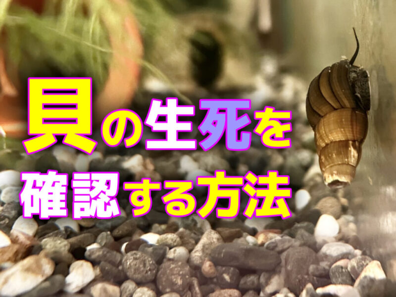 貝の生死を確認する方法!なぜ動かない?貝が弱っている状態も解説サムネイル