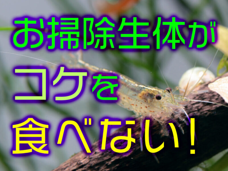 水槽のお掃除生体がコケを食べない理由とは!ヌマエビなど種類ごとに解説サムネイル