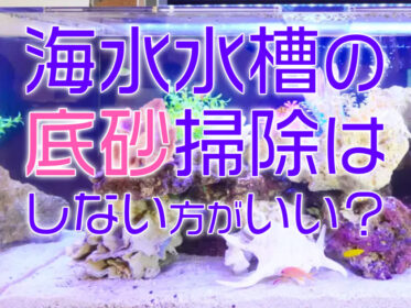 海水水槽の底砂は掃除しないほうが良い?サンゴ砂のメンテナンスについて
