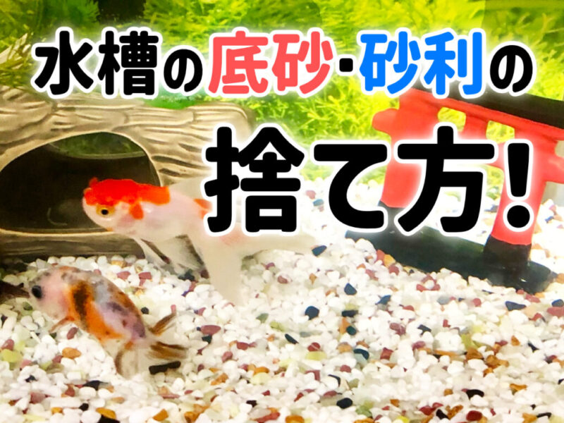 水槽の底砂の捨て方!砂利・ソイル・サンゴ砂の廃棄と再利用についても紹介サムネイル