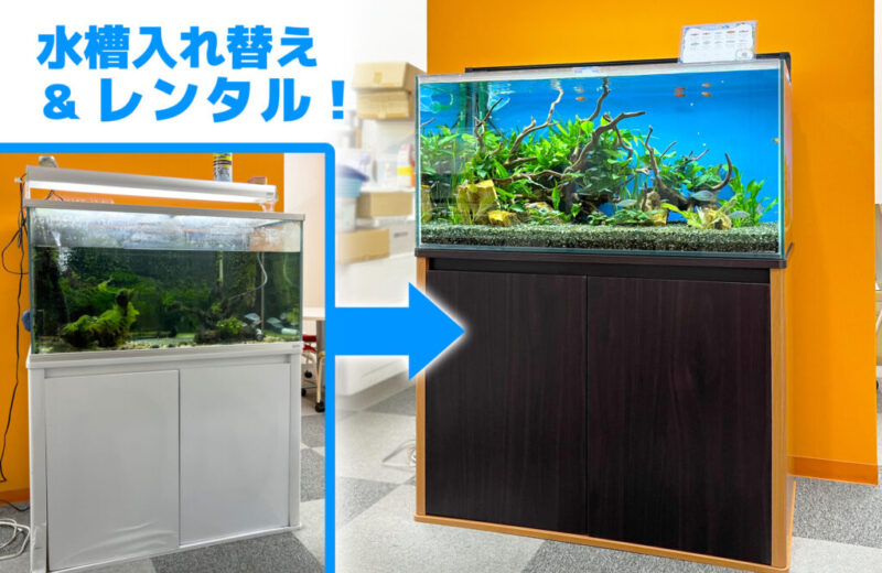 アクアリウムの季節到来！淡水魚水槽のレンタル・メンテナンス、お試し事例 水槽画像５