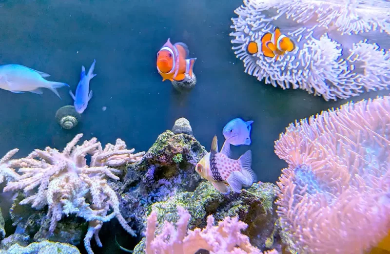 イソギンチャクとカクレクマノミが泳ぐ海水水槽
