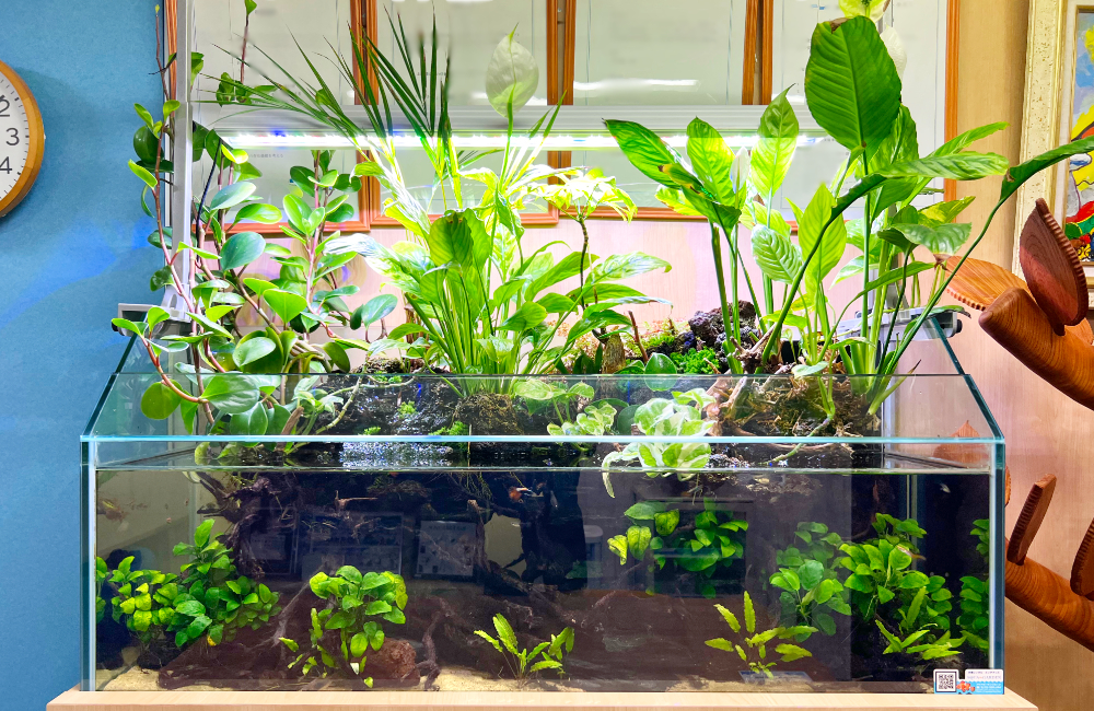 観葉植物と水草が茂るアクアテラリウム水槽の全景