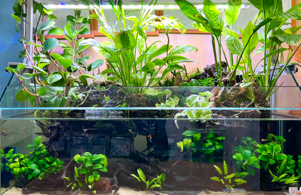 水上の観葉植物と水中の水草が茂るアクアテラリウム水槽