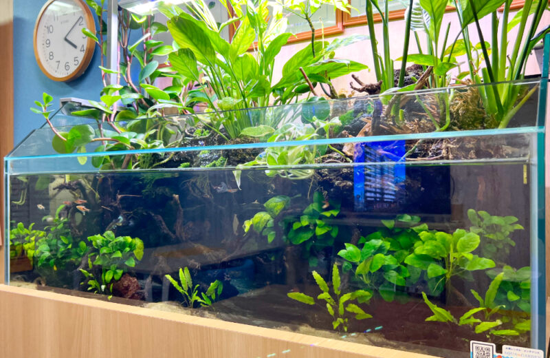 水草や観葉植物が茂る大型アクアテラリウム水槽