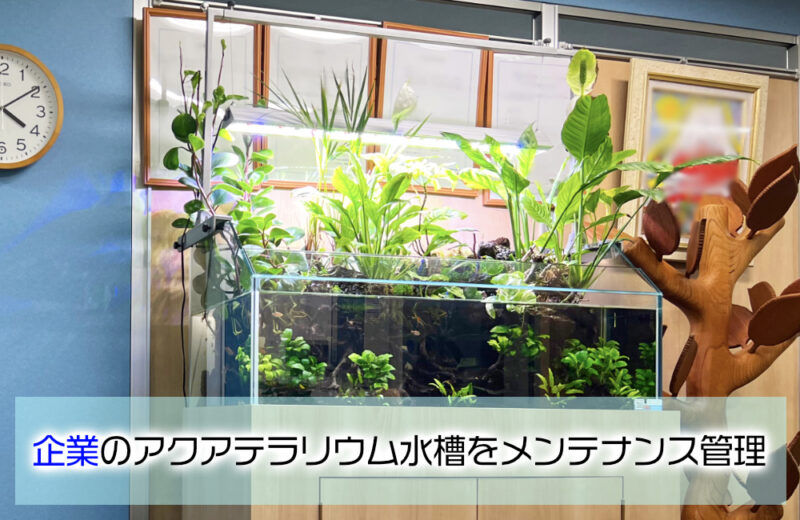 オフィスの1ｍアクアテラリウム水槽！グッピーが泳ぐその後の様子 水槽画像１