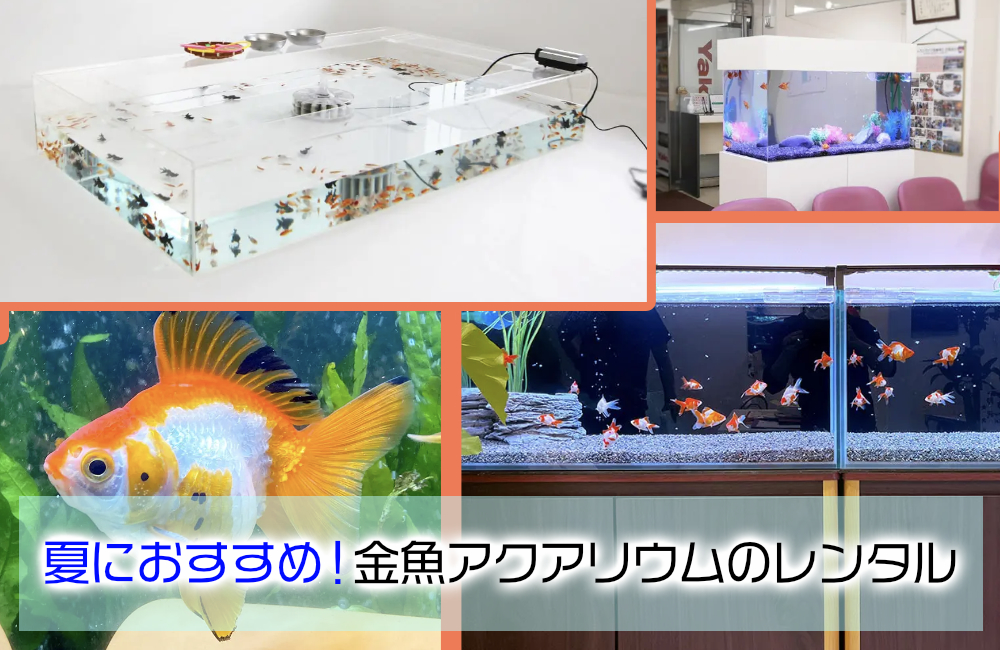 夏におすすめ!金魚アクアリウムのレンタル・メンテナンスについて