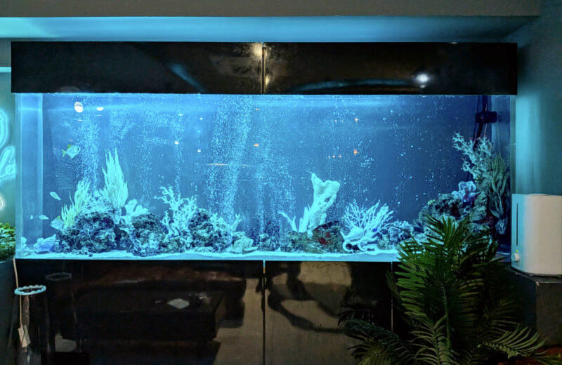 店舗様の2.4m大型水槽を定期メンテナンス!エアーカーテンと海水魚のアクアリウム 水槽画像5