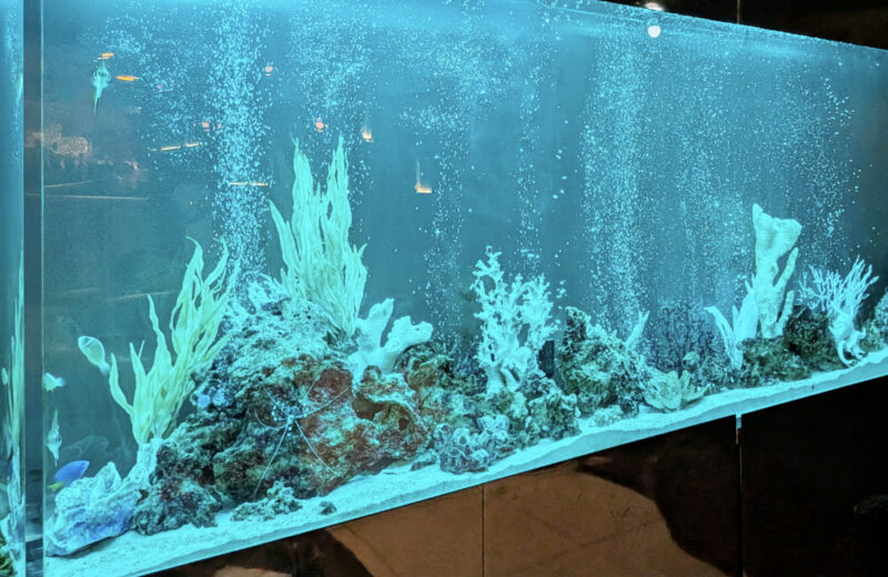 店舗様の2.4m大型水槽を定期メンテナンス!エアーカーテンと海水魚のアクアリウム 水槽画像4