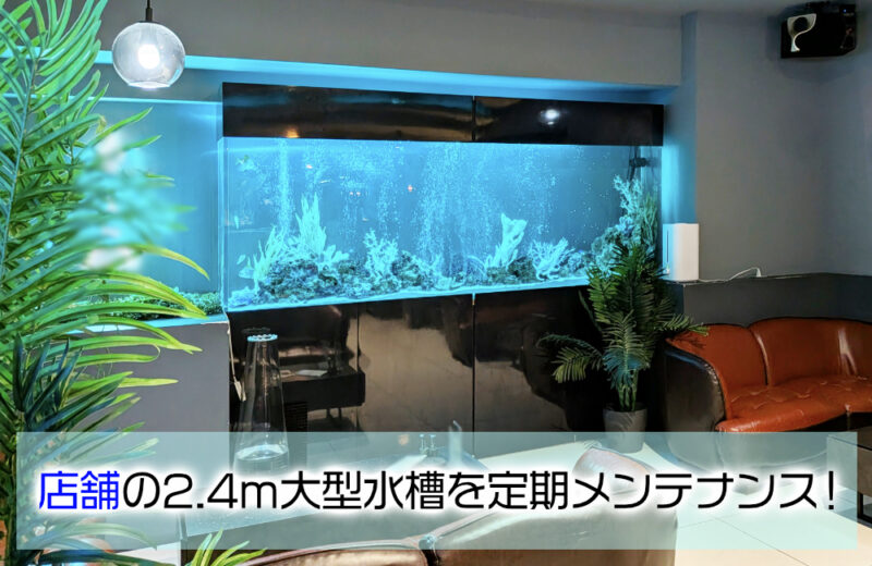 店舗様の2.4m大型水槽を定期メンテナンス!エアーカーテンと海水魚のアクアリウムサムネイル