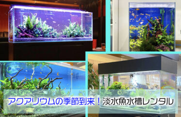 アクアリウムの季節到来！淡水魚水槽のレンタル・メンテナンス、お試し事例