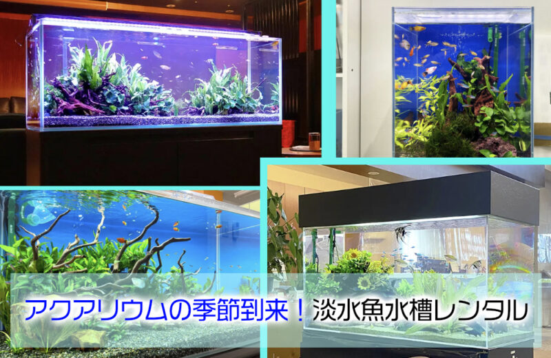 アクアリウムの季節到来!淡水魚水槽のレンタル・メンテナンス、お試し事例サムネイル