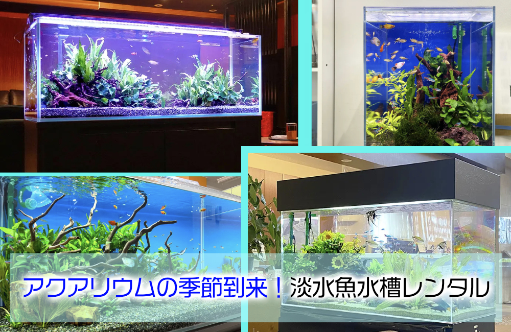 アクアリウムの季節到来!淡水魚水槽のレンタル・メンテナンス、お試し事例