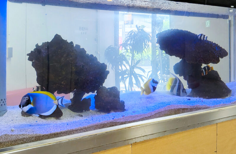 病院様の大型海水魚水槽をメンテナンス!その1・パウダーブルータンが泳ぐ水槽 水槽画像3