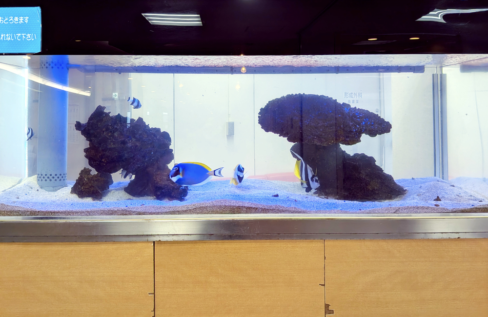 海水魚と岩を配置した大型の横長水槽