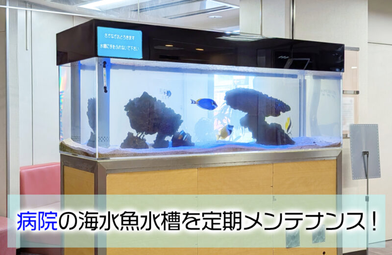 病院様の大型海水魚水槽をメンテナンス!その1・パウダーブルータンが泳ぐ水槽サムネイル