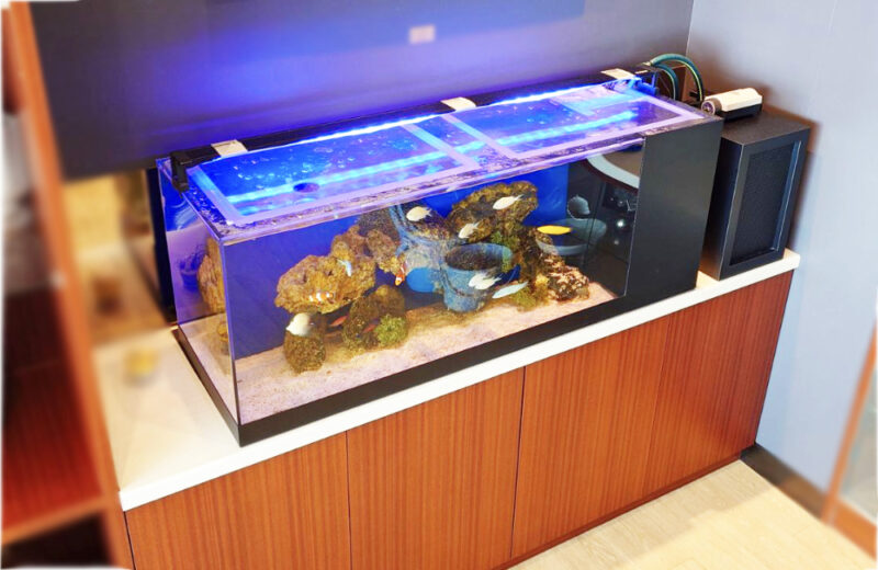 介護施設様に海水魚水槽をレンタル!木目の水槽台と調和する120cm海水魚水槽 水槽画像3