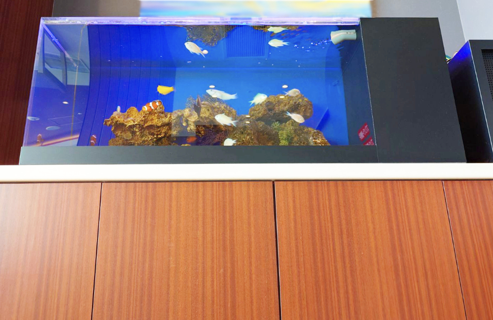 木目調の台に設置された海水魚が泳ぐ横長の水槽